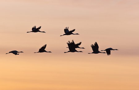 Zugvögel am Himmel
