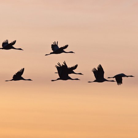 Kranichzug an der Mecklenburgischen Seenplatte Zugvögel am Himmel