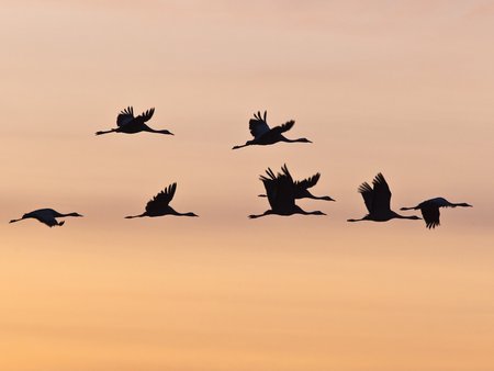 Zugvögel am Himmel