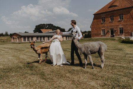 Alpakas zum Empfang einer Hochzeit in Ulrichshusen in der Mecklenburgischen Seenplatte