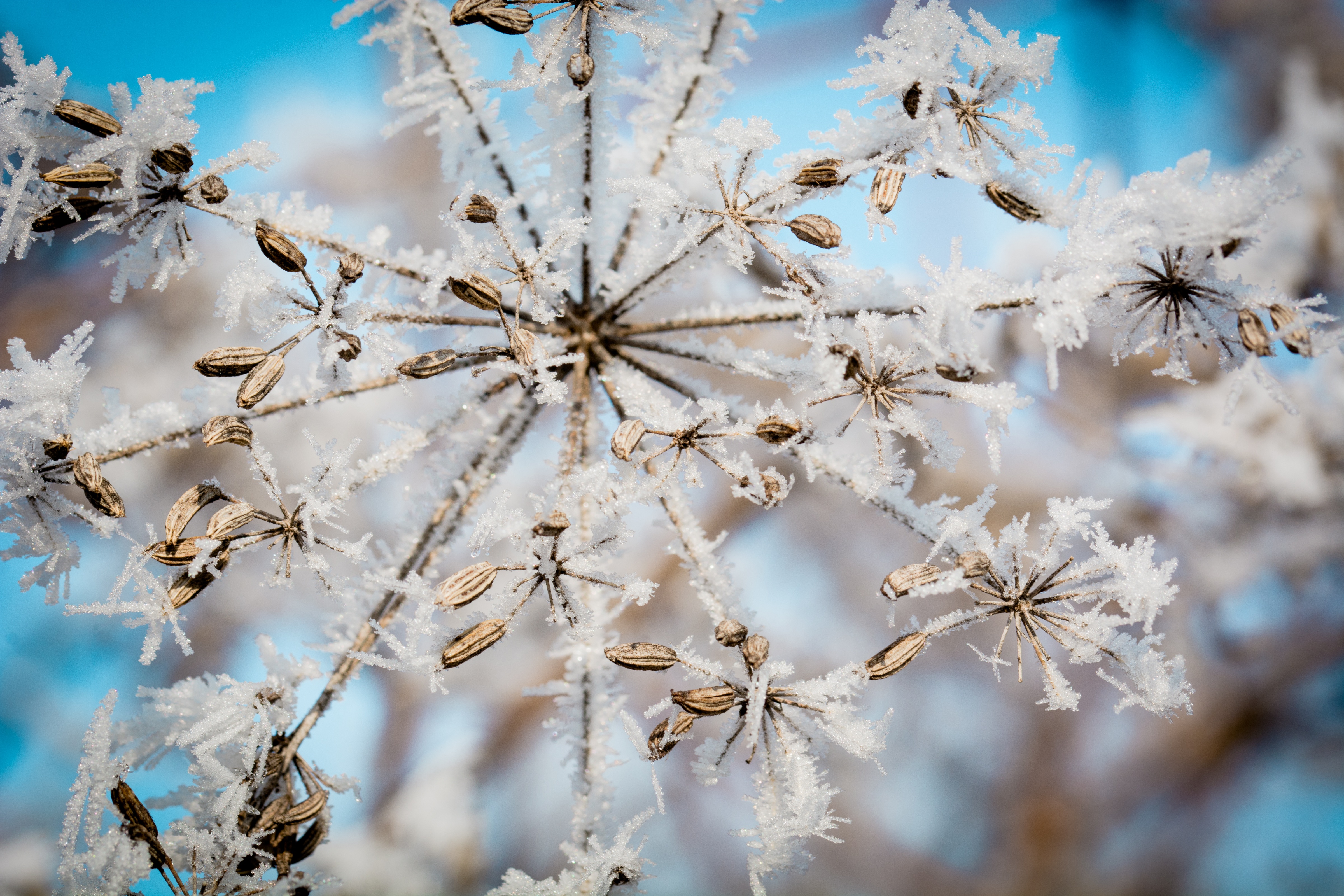 Natur im Winter in Ulrichshusen an der Mecklenburgischen Seenplatte